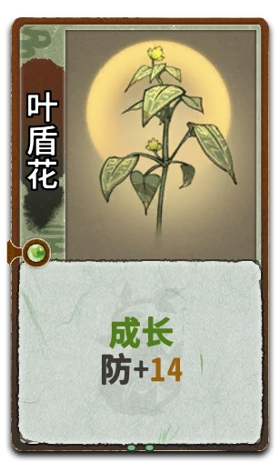 叶盾花